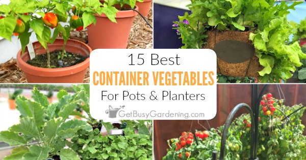 Best Vegetables for Container Gardening – Mother Earth News
