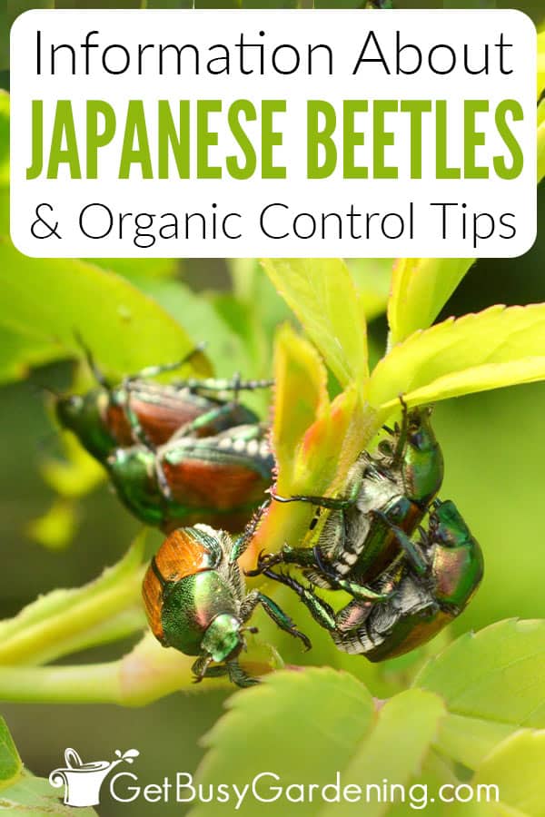 Information About Japanese Beetles & Organic Control Tips
