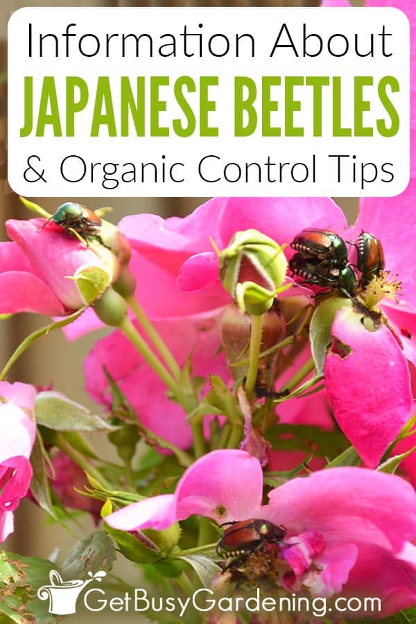 Information About Japanese Beetles & Organic Control Tips
