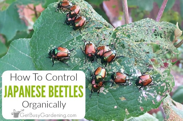 How To Control Japanese Beetles Organically