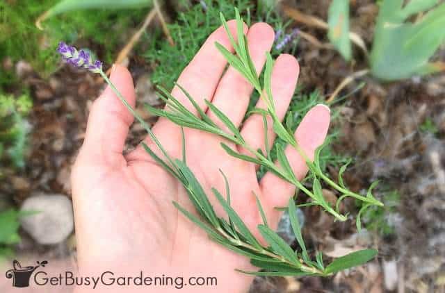 Cutting lavender for drying