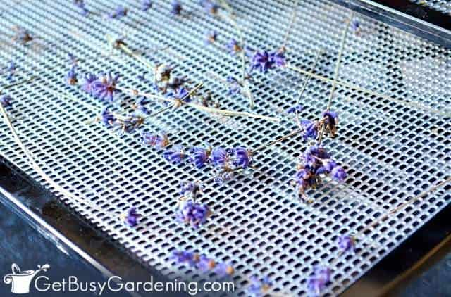 Drying lavender in a dehydrator