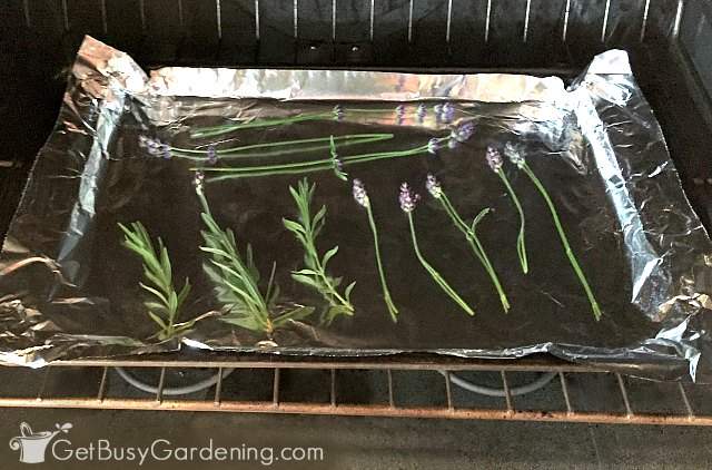 Drying lavender in the oven