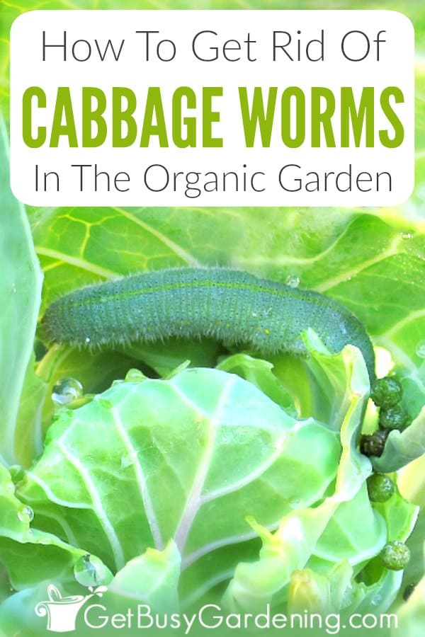 How To Get Rid Of Cabbage Worms Organically - Get Busy Gardening