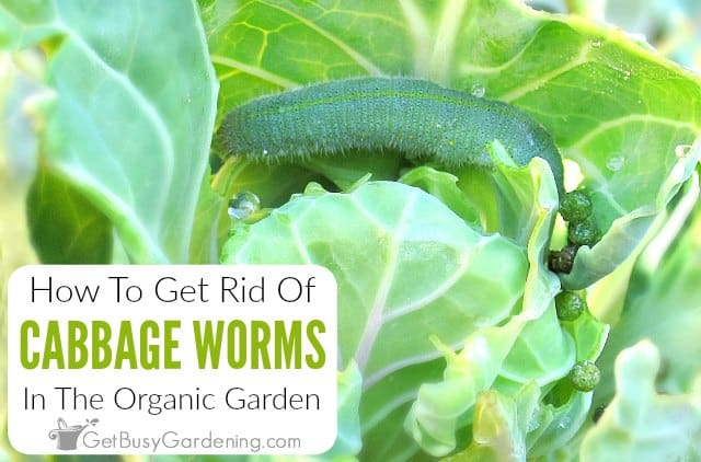 How To Get Rid Of Cabbage Moths, Worms & Loopers - For Good!