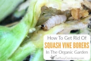 How To Get Rid Of Squash Vine Borers Organically
