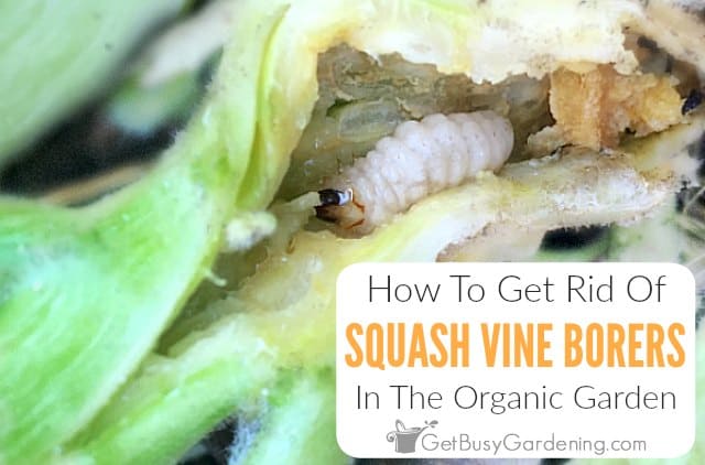 How To Get Rid Of Squash Vine Borers Organically
