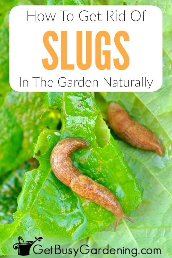 How To Get Rid Of Slugs In The Garden Naturally