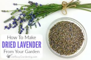 How to Remove Dried Lavender from the Stems 