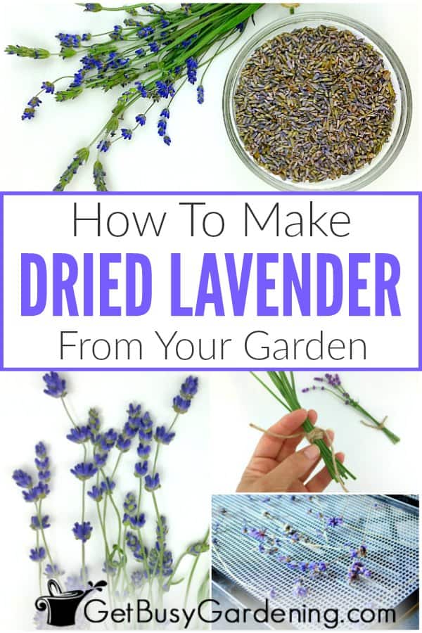 How To Make Dried Lavender From Your Garden
