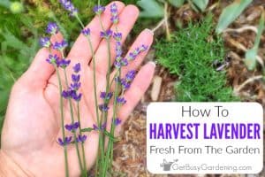 How To Harvest Lavender Fresh From The Garden