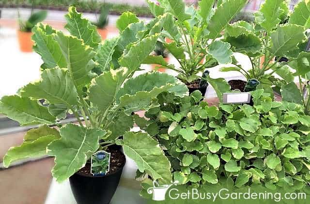 Kale is an ideal vegetable for container gardens