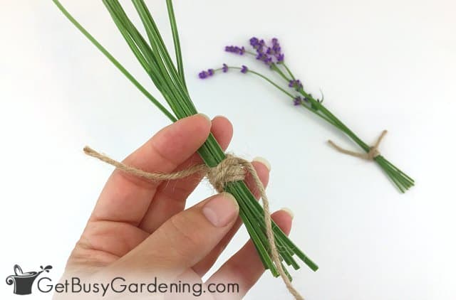 Making bundles for hanging lavender to dry