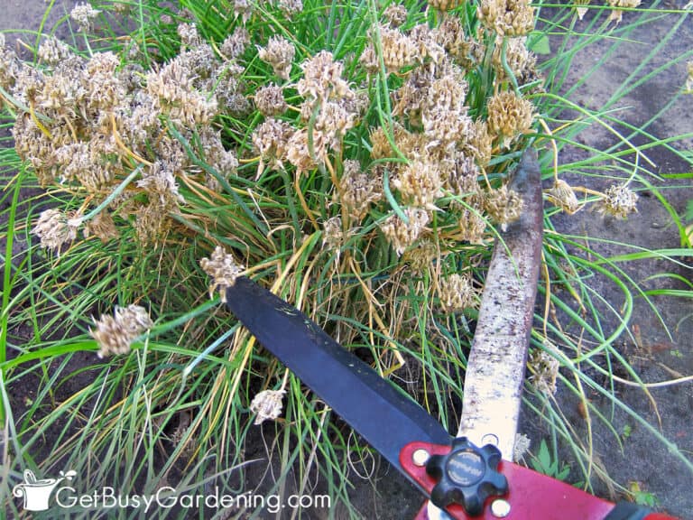 How To Prune Chives & Deadhead The Flowers Get Busy Gardening