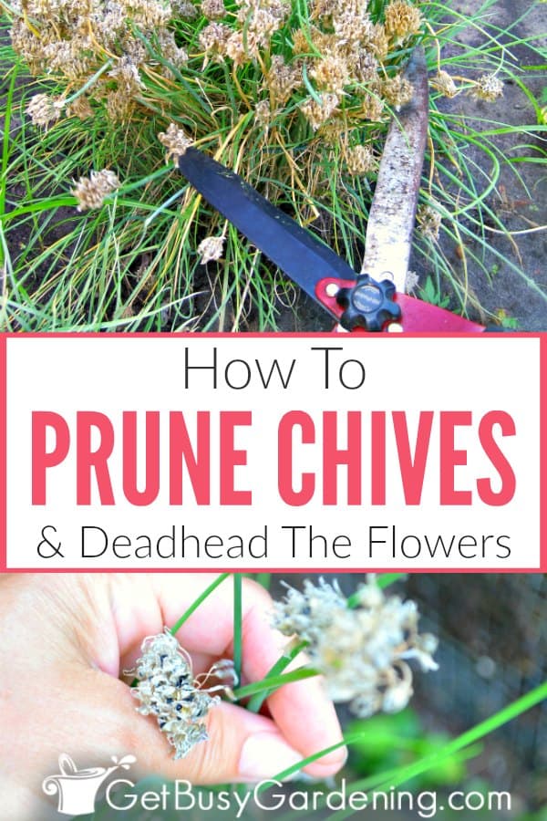 How To Prune Chives & Deadhead The Flowers