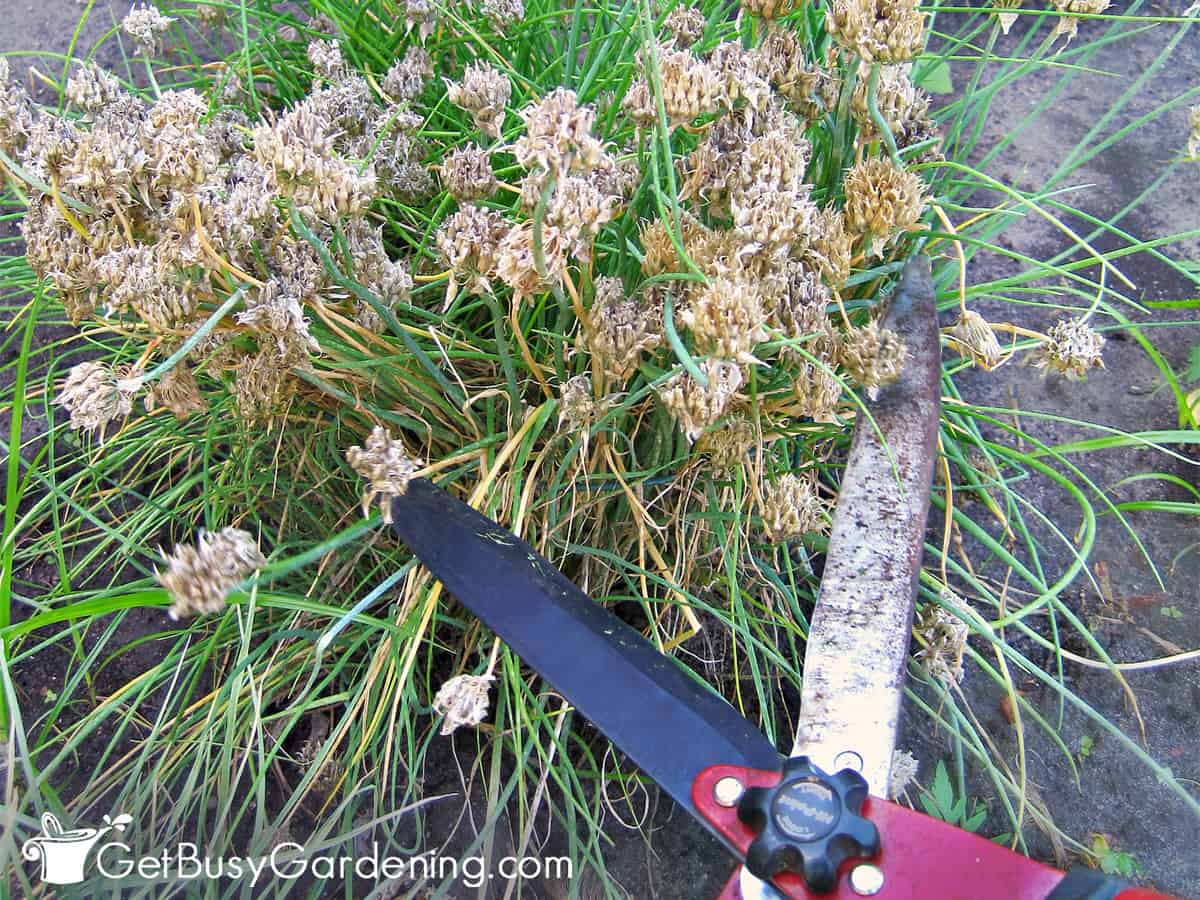 Pruning chives with hedge trimming shears