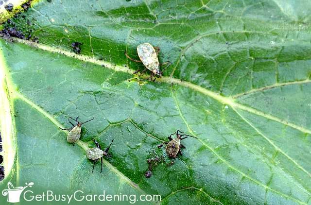 Squash bug nymphs and adults on a leaf