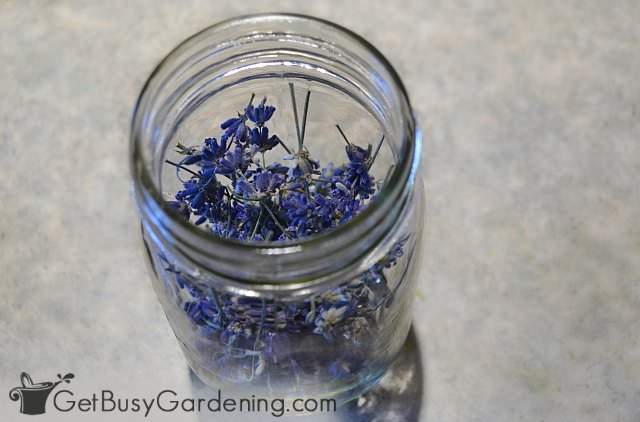 Storing dried lavender in a mason jar