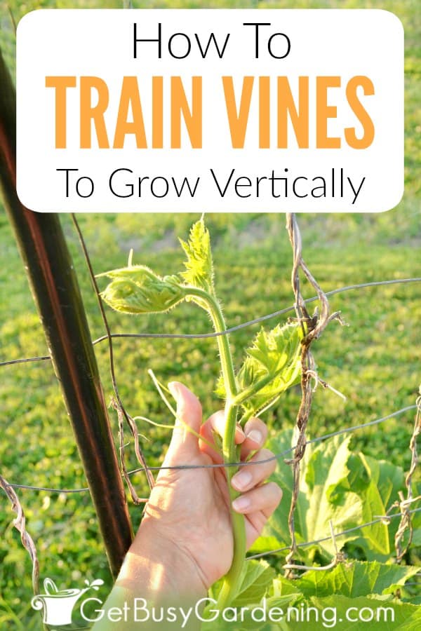 Many types of vine plants aren’t great climbers on their own. So, we have to train vines to show them how to grow on walls, trellises, arbors, and pergolas. Learn all about how vines climb (tendril vines, long branches, and twining stems), and why you should train them. Plus, get detailed step-by-step instructions for training all types of climbing plants, like morning glories, grapes, climbing roses, beans, squash, peas, passionflower, or honeysuckle, for example.