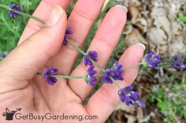 Picking unopened lavender flower buds for drying