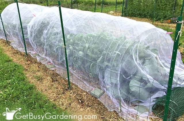 Using row covers to keep cabbage worms off kale plants