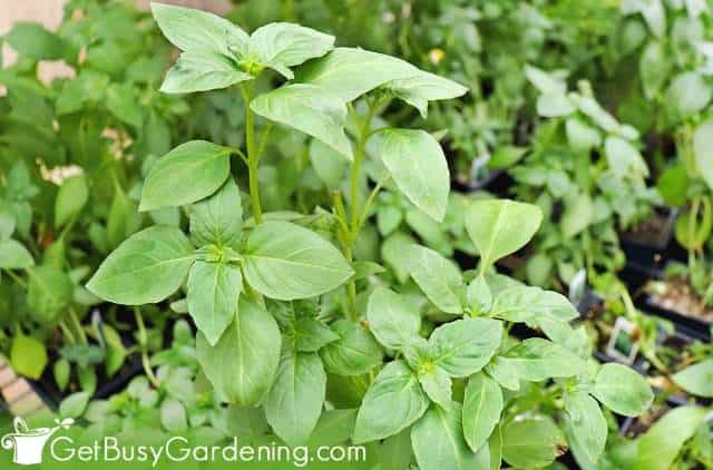 Basil is a great herb for beginners