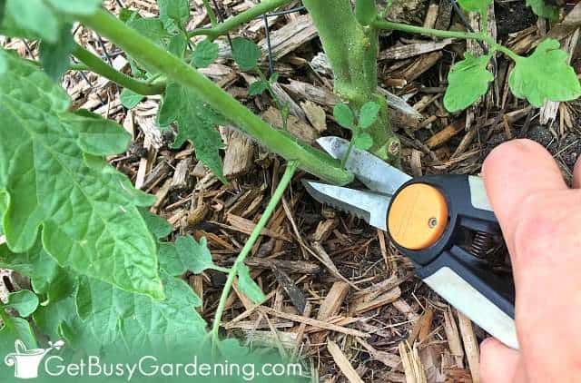 Cutting back tomato plants lower leaves