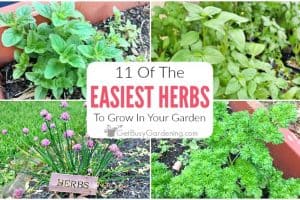 11 Easy Herbs To Grow In Your Garden
