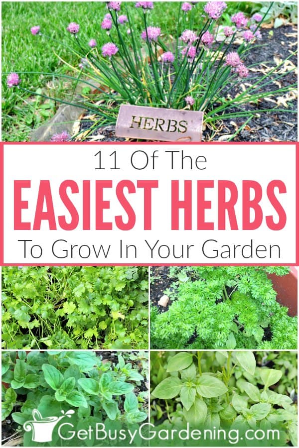 11 Of The Easiest Herbs To Grow In Your Garden