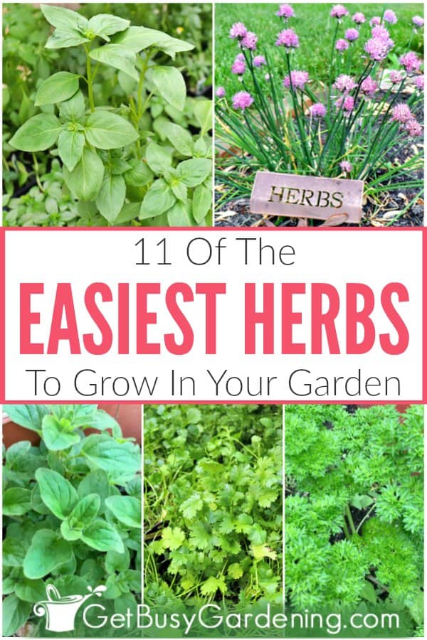 11 Of The Easiest Herbs To Grow In Your Garden