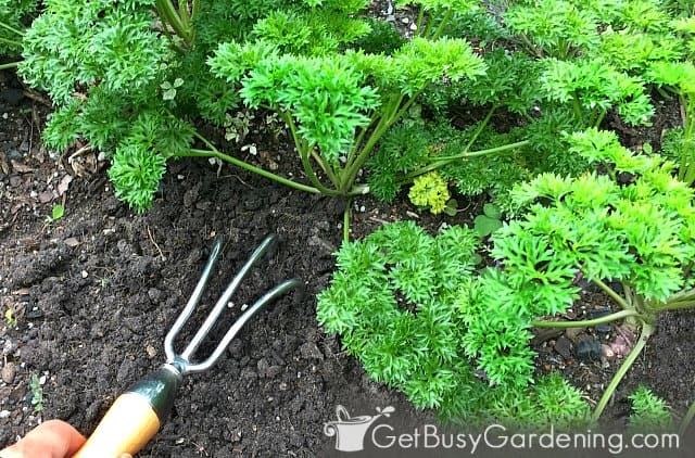 Fertilizing herb plants in garden using granules
