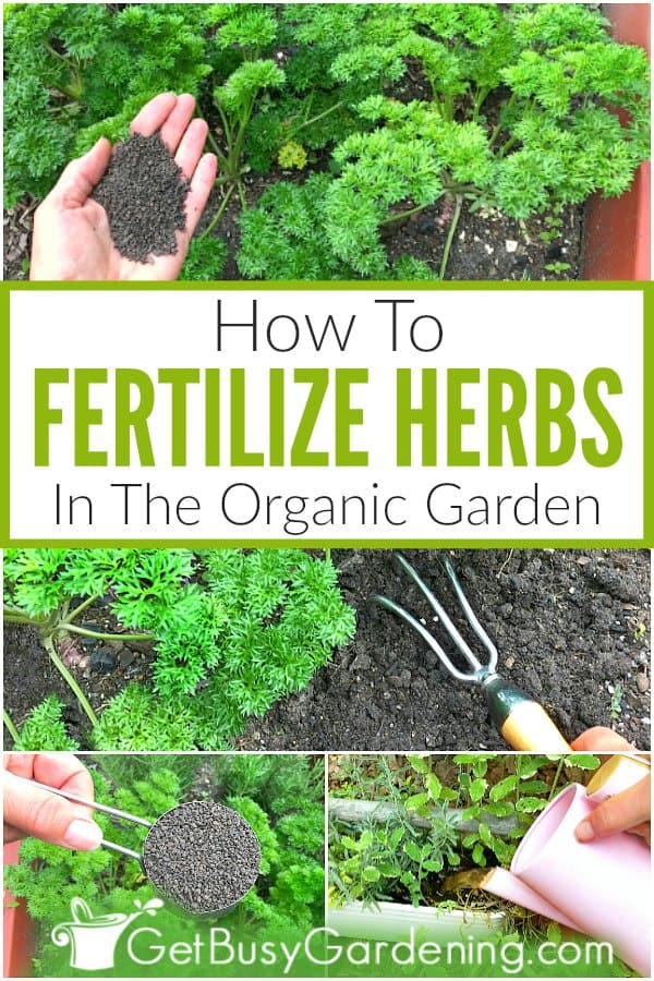 How To Fertilize Herbs In The Organic Garden