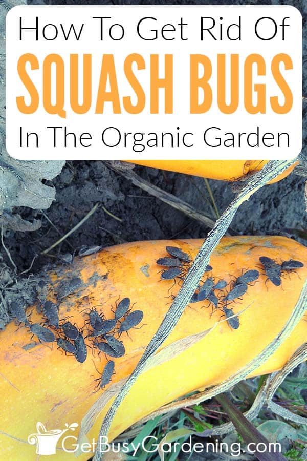 How To Get Rid Of Squash Bugs In The Organic Garden