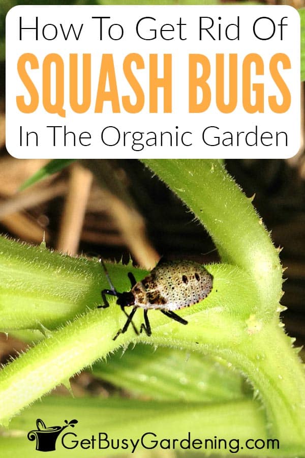 How To Get Rid Of Squash Bugs In The Organic Garden