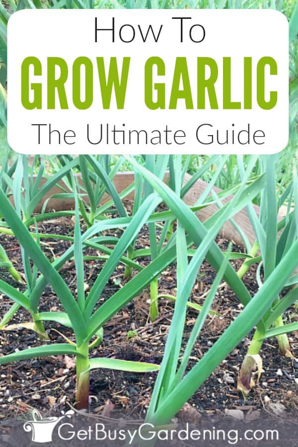 How To Grow Garlic - The Ultimate Guide