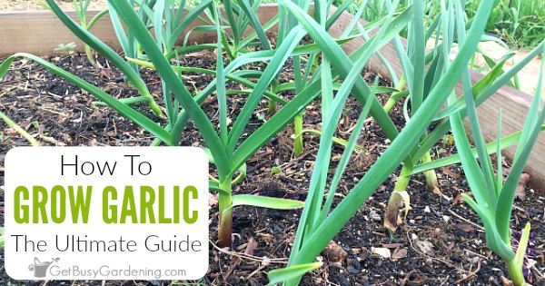 How To Grow Garlic - The Ultimate Growing Garlic Guide