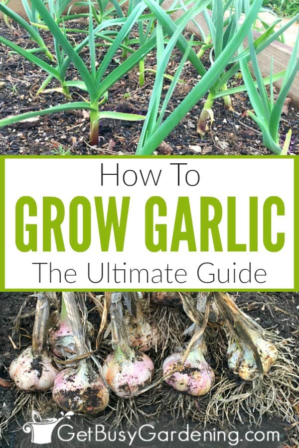 How To Grow Garlic - The Ultimate Guide
