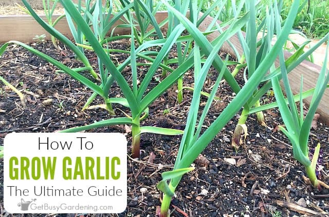 How To Grow Garlic In Your Garden