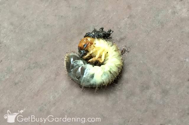 Japanese beetle larvae grub