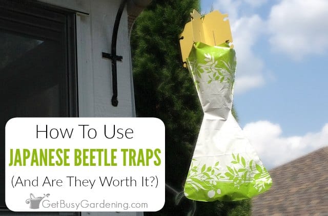 How To Use Japanese Beetle Traps