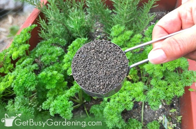 Measuring herb garden fertilizer before use