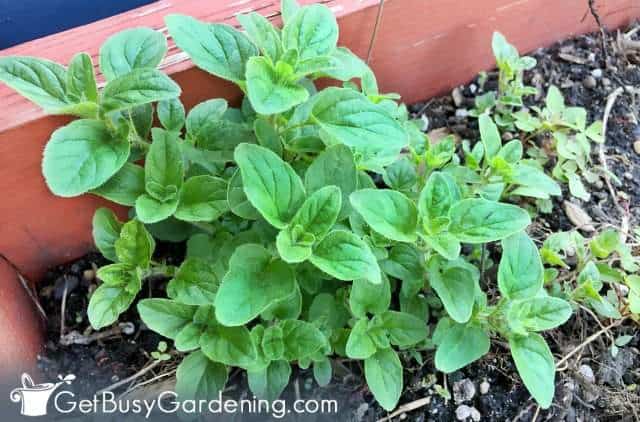 Oregano is one of the the easiest herbs to grow