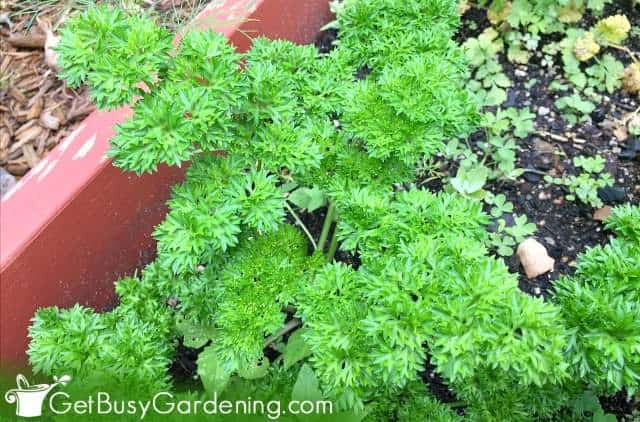 Parsley is an easy herb to grow at home