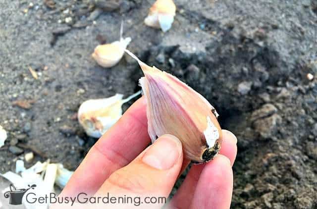 Planting garlic cloves in the garden