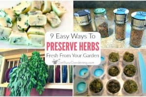 9 Easy Ways To Preserve Fresh Garden Herbs