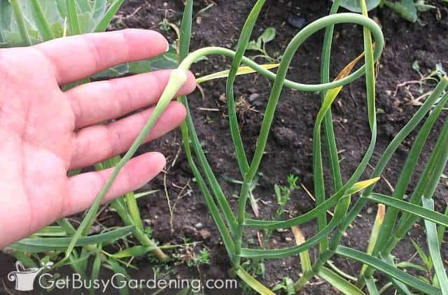 Pruning scapes off hardneck garlic plants