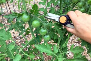 Pruning my tomatoes