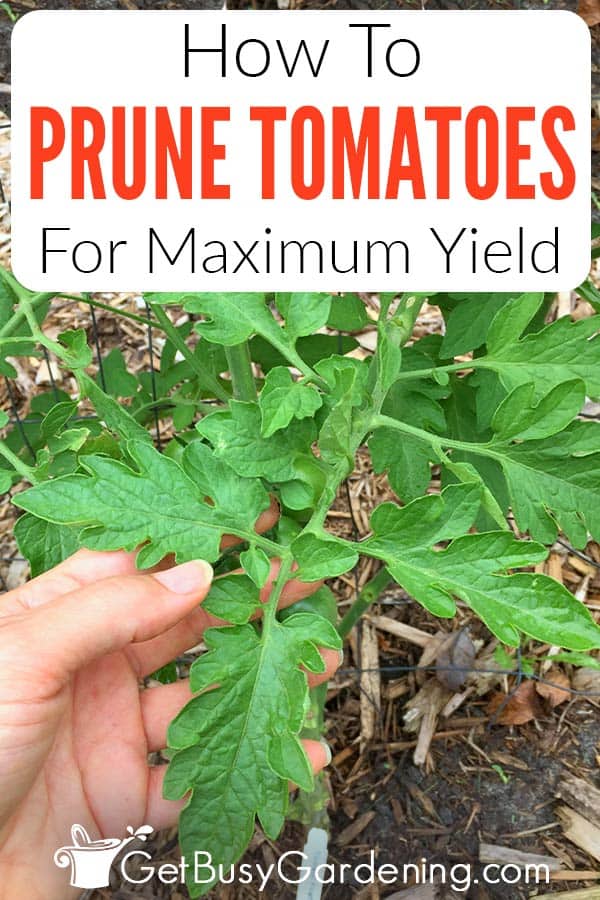 How To Prune Tomatoes For Maximum Yield