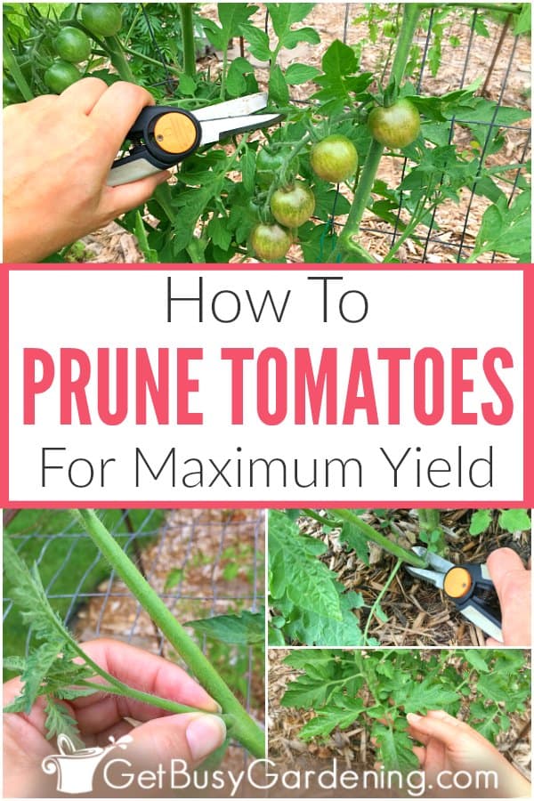 How To Prune Tomatoes For Maximum Yield
