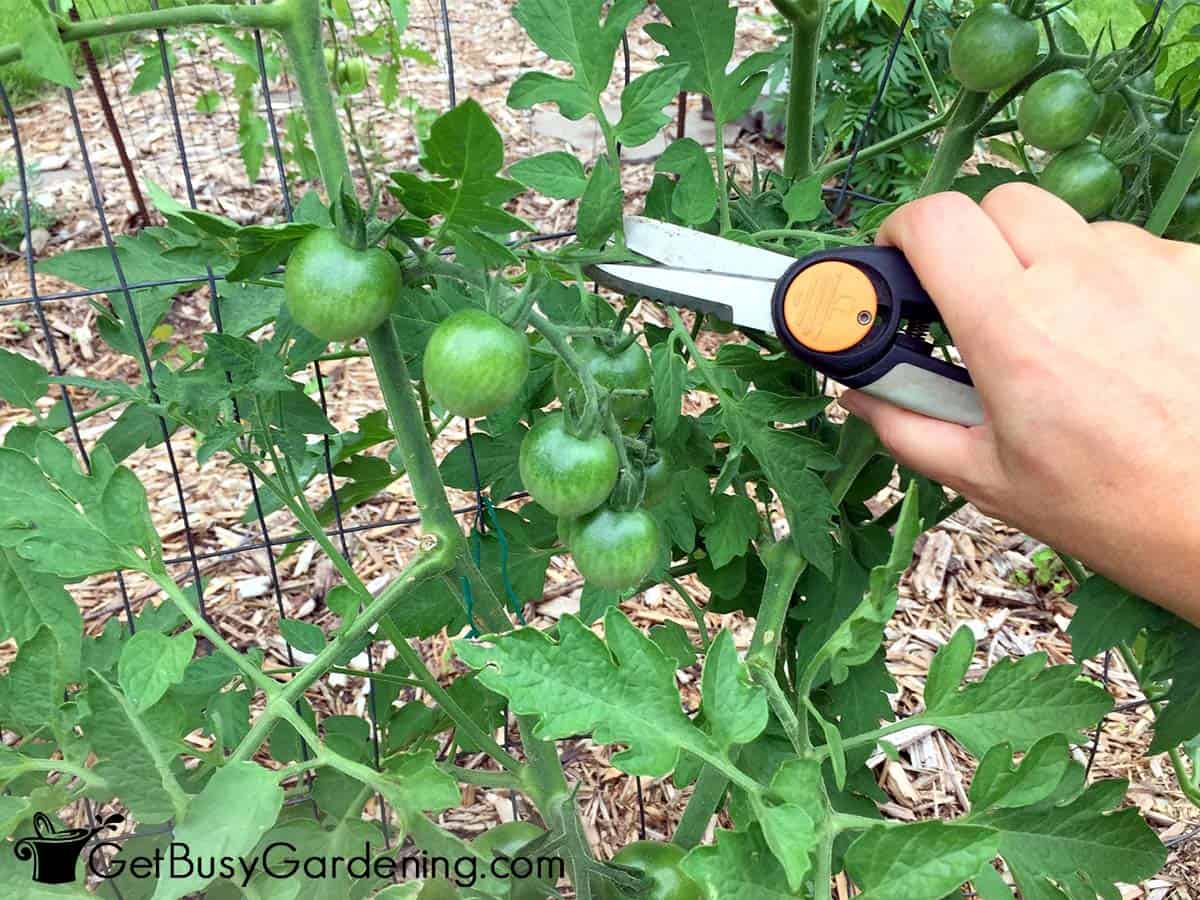 Pruning my tomatoes